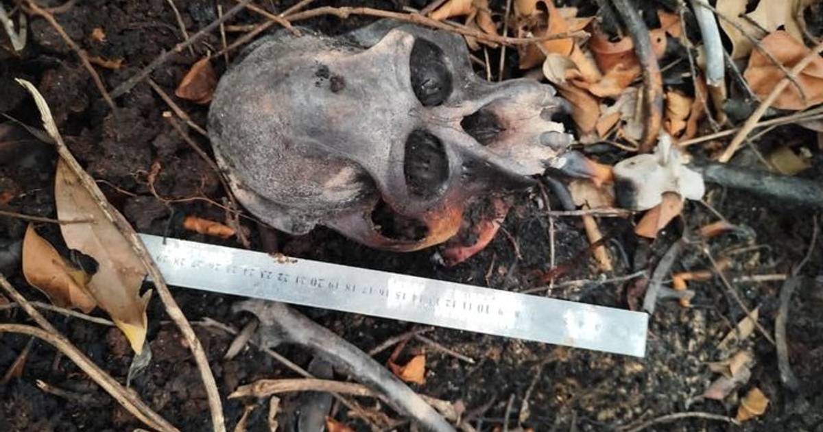Tengkorak Diduga Orangutan Ditemukan di Kebun Sawit Ketapang, Kemenhut Lakukan Penyelidikan