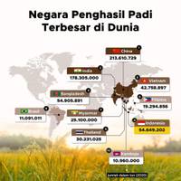 Negara Penghasil Padi Terbesar di Dunia