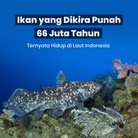 Ikan yang Dikira Punah 66 Juta Tahun Ternyata Hidup di Laut Indonesia