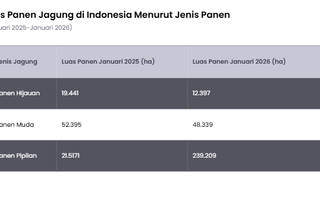Luas Panen Jagung Indonesia Naik pada Awal 2026