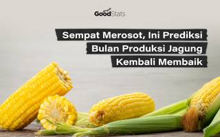 Sempat Merosot, Ini Prediksi Bulan Produksi Jagung Kembali Membaik