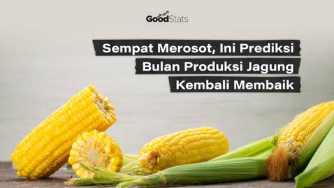 Sempat Merosot, Ini Prediksi Bulan Produksi Jagung Kembali Membaik